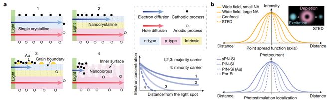光电生物调控迎重要进展：科学家起搏成年活体猪心脏比上一代材料效率提高约25倍(图6)