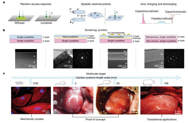 光电生物调控迎重要进展：科学家起搏成年活体猪心脏比上一代材料效率提高约25倍(图5)