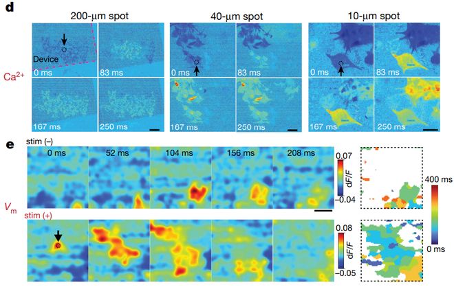 光电生物调控迎重要进展：科学家起搏成年活体猪心脏比上一代材料效率提高约25倍(图8)