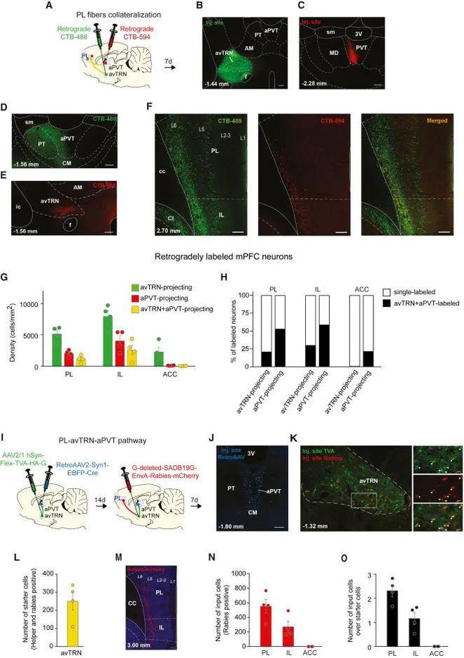 Neuron丨从光到行为：解密前额叶与丘脑的“电流对话”(图2)