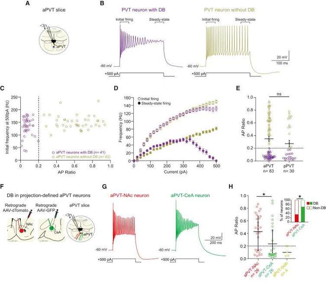 Neuron丨从光到行为：解密前额叶与丘脑的“电流对话”(图4)