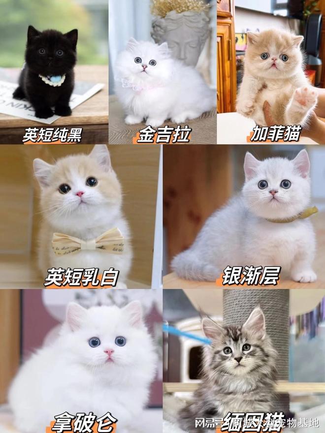 武汉哪里卖宠物猫狗的选择性多？这里安全可靠能挑选心仪的宠物(图3)