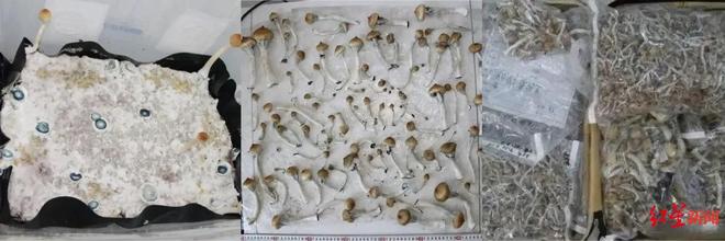致幻的蘑菇碰不得！四人种植贩卖裸盖菇被控贩卖运输制造毒品获刑(图3)