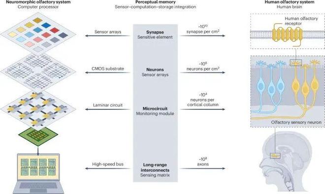 中石油第一单位发Nature系列综述！(图2)