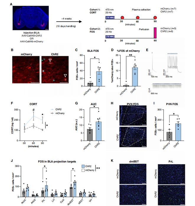SciAdv：为什么一紧张就心跳加速？科学家揭示基底外侧杏仁核投射神经元多通路协同调控HPA轴应激激活机制(图3)