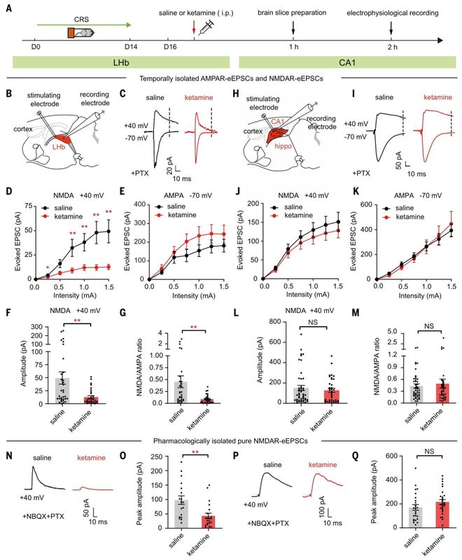 神经环路应用（25）丨膜片钳技术应用及案例解析(图1)