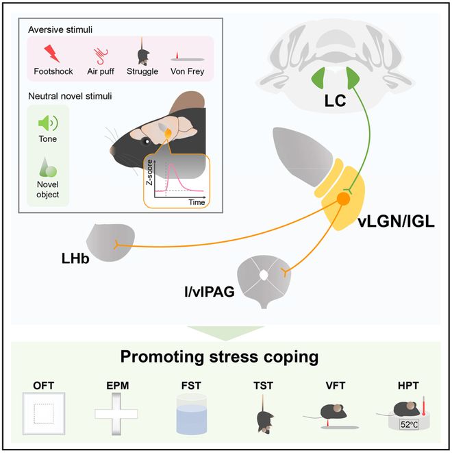 Neuron任超然团队揭示视觉丘脑在调控适应性应激反应中的新机制(图2)