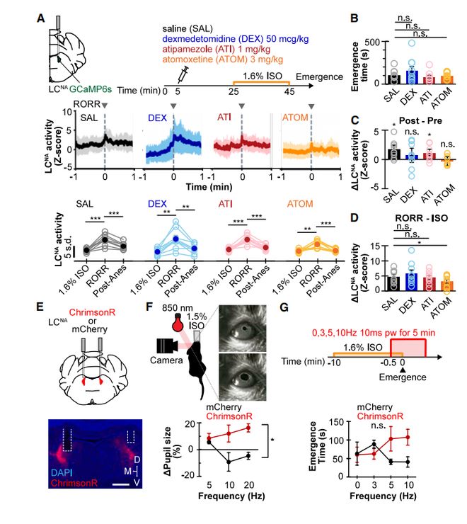 为什么运动后大脑更清醒？Bruchas团队揭示去甲肾上腺素能系统耦合运动转换调控觉醒的机制(图4)