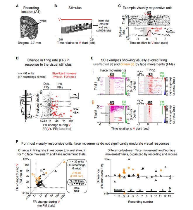 听声音的脑区居然也能看东西！科学家揭示视觉诱发活动在听觉皮层的感觉起源机制(图3)