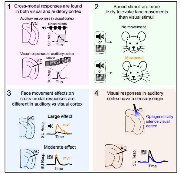 听声音的脑区居然也能看东西！科学家揭示视觉诱发活动在听觉皮层的感觉起源机制(图5)