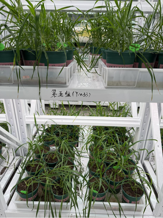 华中农业大学：引导学生在真实场景开展前沿探索(图1)