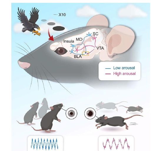 脑声常谈丨深圳先进院王立平团队2025年研究成果汇总(图4)