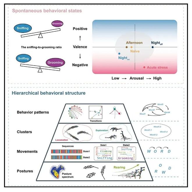 脑声常谈丨深圳先进院王立平团队2025年研究成果汇总(图2)