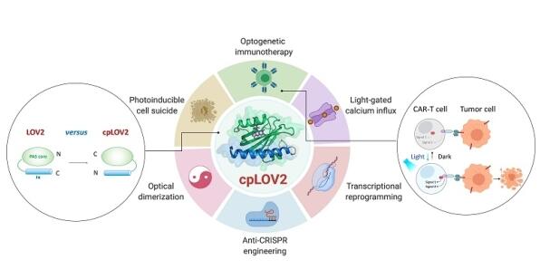 一种整合了dCas9和iLight9O系统的方案能够实现对酿酒酵母（Saccharomycescerevisiae）中patchoulol生物合成过程的动态调控从而提高patoulol的产量(图1)