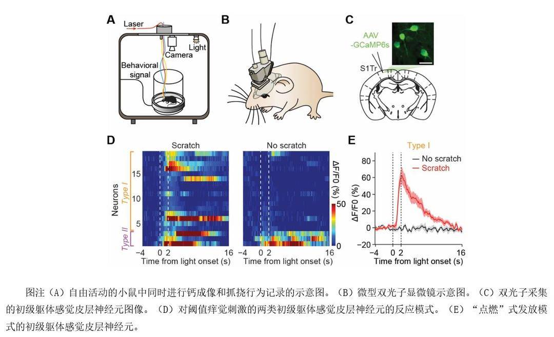 NatureBiotechnology重构生命的图纸：发育工程学如何重新定义人造肾脏的未来(图1)