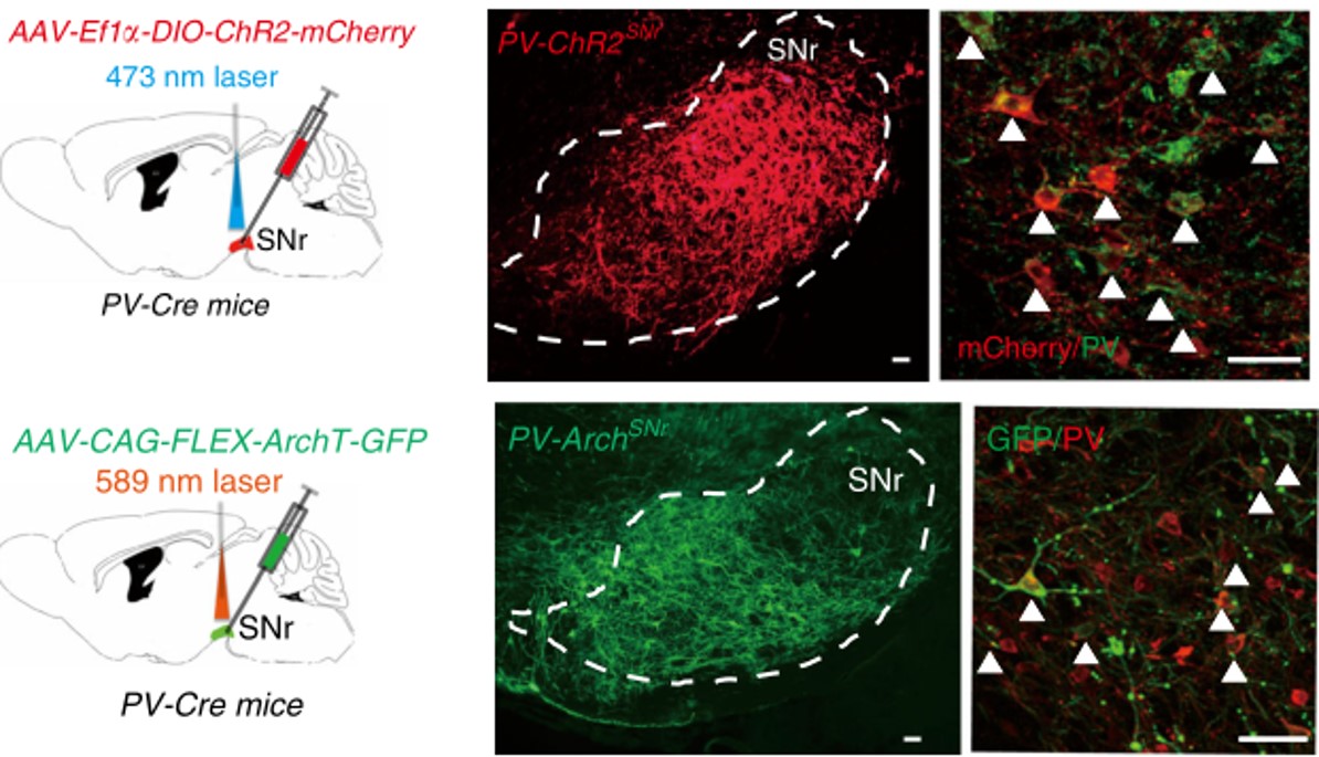 上海高校2026届春季招聘会2026年3月份安排表(图1)