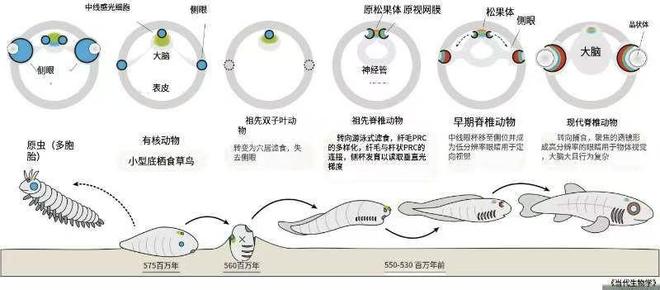 不可思议！我们人类的眼睛似乎源于6亿年前独眼生物（新研究）(图5)