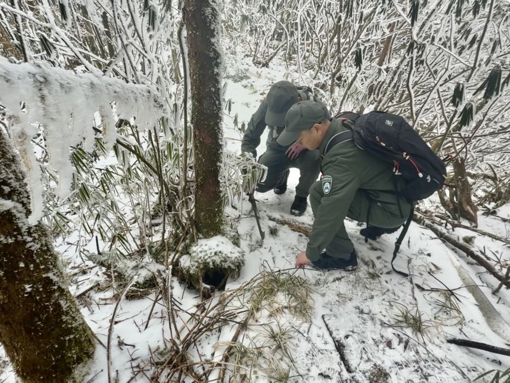 新春走基层·记者体验360行我当野生动物监测员(图3)