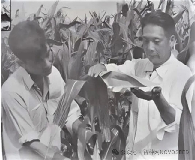 河南农大南繁70年(图1)