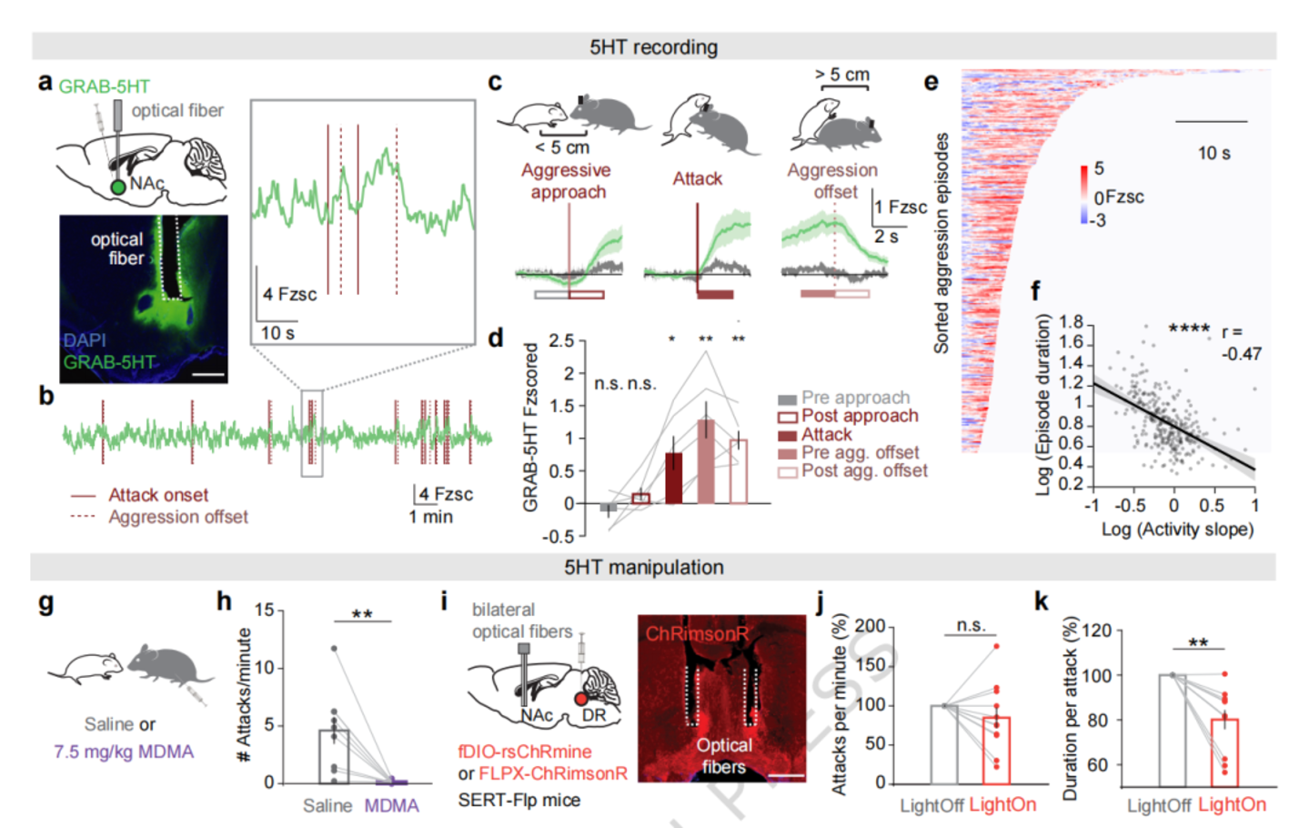 Nature子刊：斯坦福大学揭示“血清素-伏隔核”通路调控攻击行为的神经机制(图2)