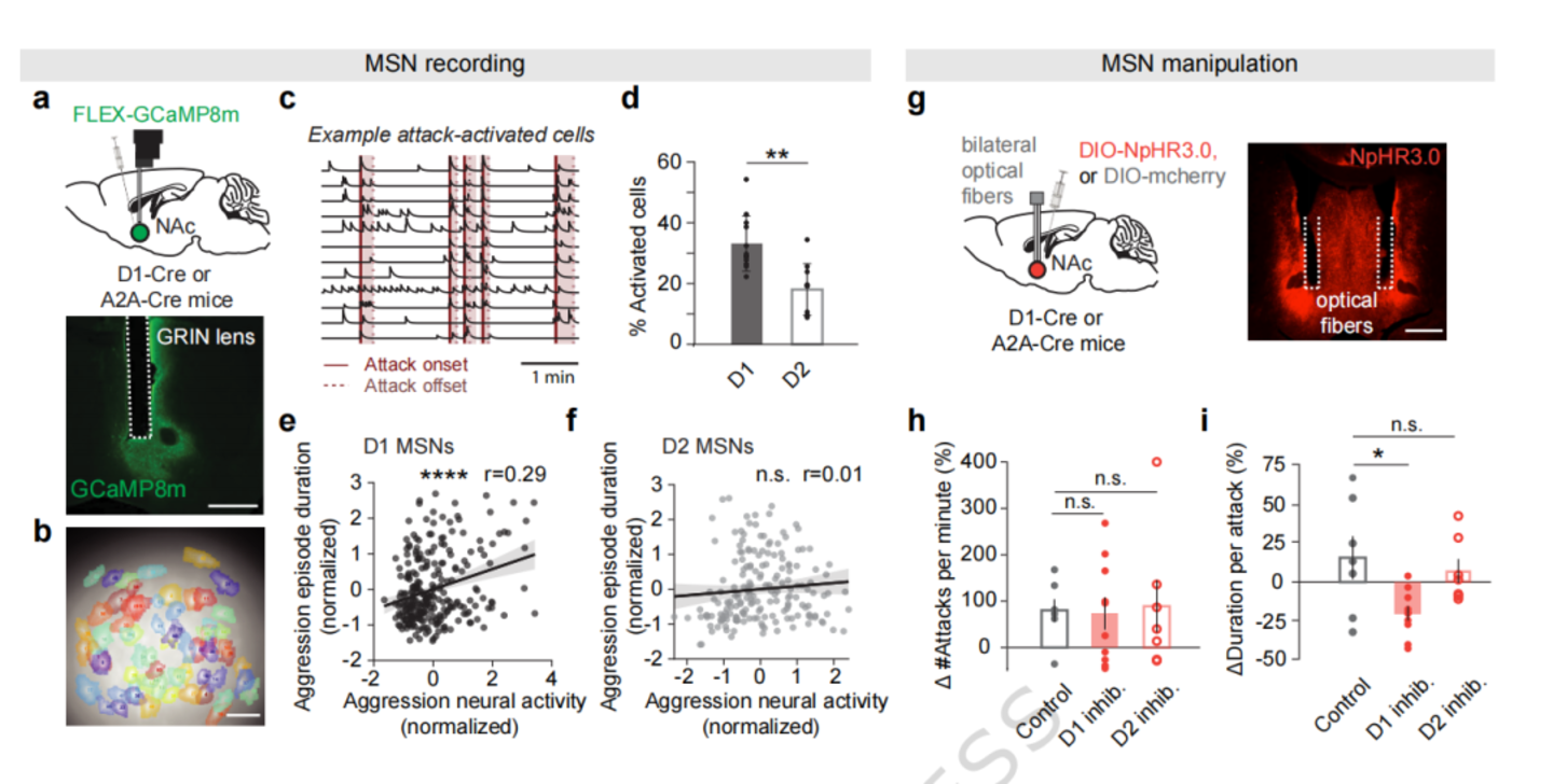 Nature子刊：斯坦福大学揭示“血清素-伏隔核”通路调控攻击行为的神经机制(图3)