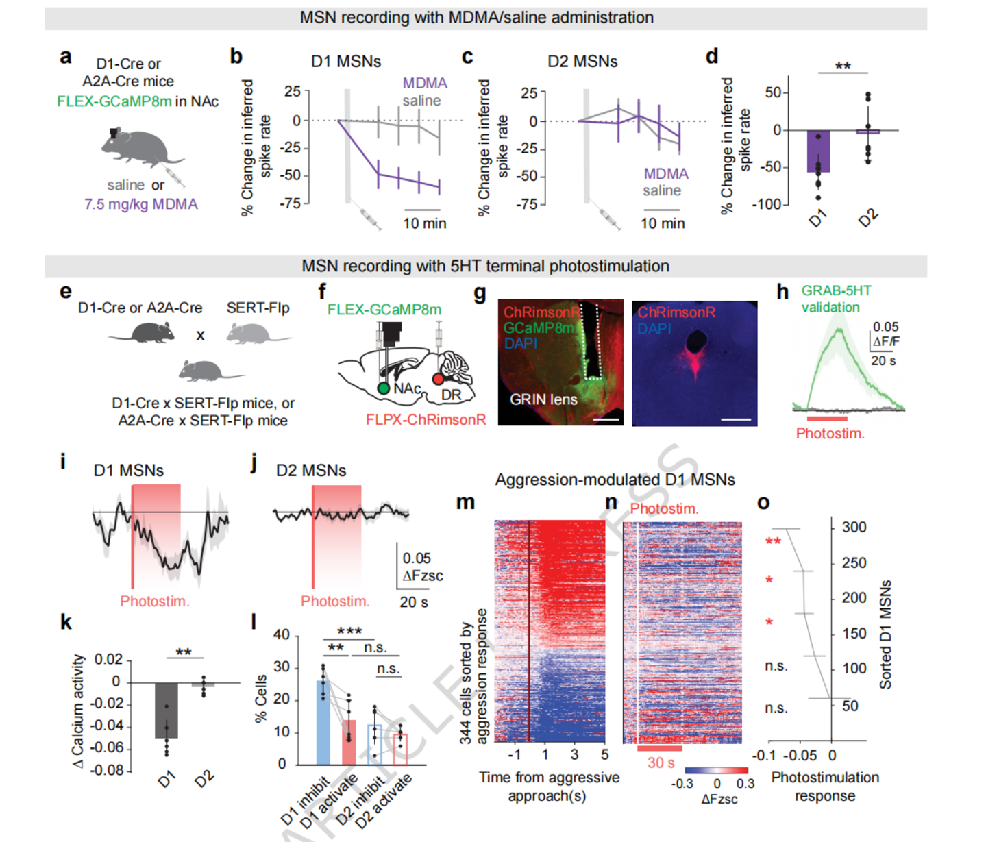 Nature子刊：斯坦福大学揭示“血清素-伏隔核”通路调控攻击行为的神经机制(图4)