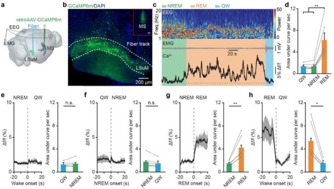 eLife：重庆脑中心HanQin陆军医谌小维等揭示REM期间巩固社交记忆的神经回路(图3)