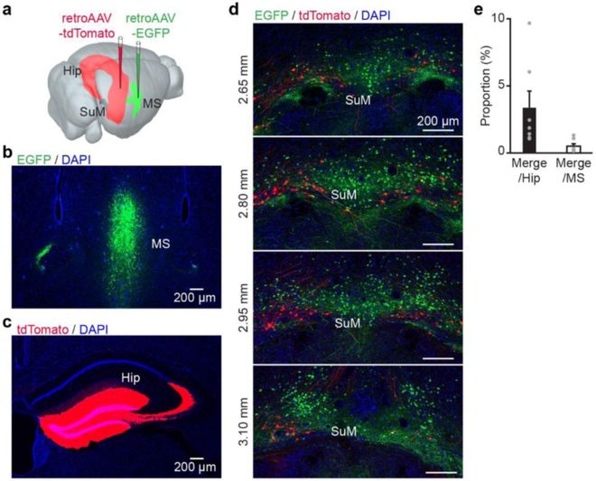 eLife：重庆脑中心HanQin陆军医谌小维等揭示REM期间巩固社交记忆的神经回路(图2)