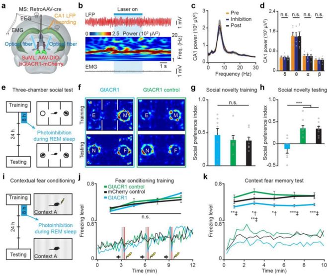 eLife：重庆脑中心HanQin陆军医谌小维等揭示REM期间巩固社交记忆的神经回路(图4)