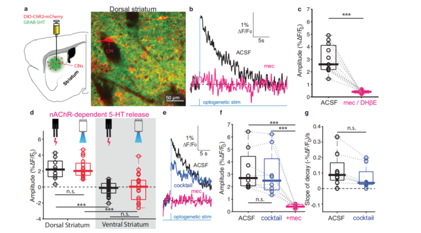 NatCommun：以色列科学家揭示纹状体内调控5-羟色胺产生“愉悦感”的新神经通路(图3)
