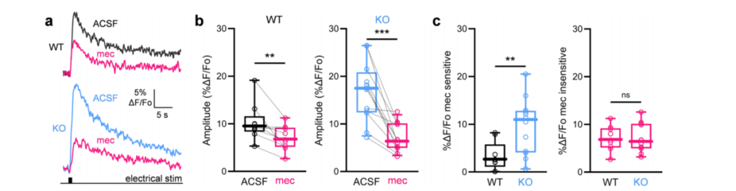 NatCommun：以色列科学家揭示纹状体内调控5-羟色胺产生“愉悦感”的新神经通路(图4)