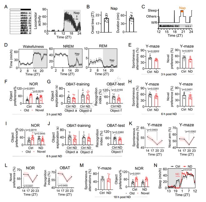 NatCommun：为何下午总犯困？吴宝剑刁星星魏斌斌团队揭示NPAS2影响午睡行为的神经机制(图3)