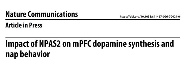 NatCommun：为何下午总犯困？吴宝剑刁星星魏斌斌团队揭示NPAS2影响午睡行为的神经机制(图2)
