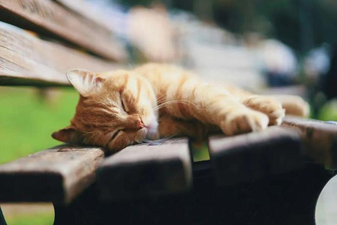 NatCommun：为何下午总犯困？吴宝剑刁星星魏斌斌团队揭示NPAS2影响午睡行为的神经机制(图1)