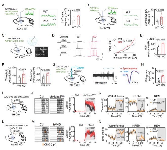 NatCommun：为何下午总犯困？吴宝剑刁星星魏斌斌团队揭示NPAS2影响午睡行为的神经机制(图5)