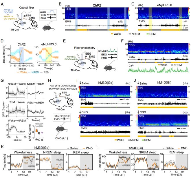 NatCommun：为何下午总犯困？吴宝剑刁星星魏斌斌团队揭示NPAS2影响午睡行为的神经机制(图4)
