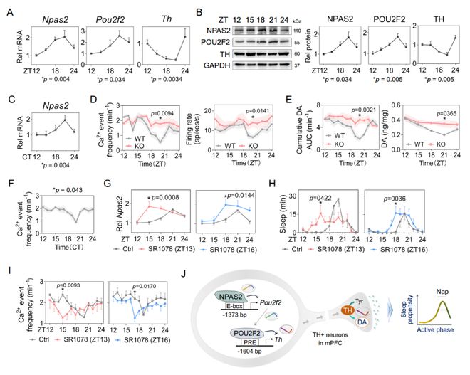NatCommun：为何下午总犯困？吴宝剑刁星星魏斌斌团队揭示NPAS2影响午睡行为的神经机制(图6)