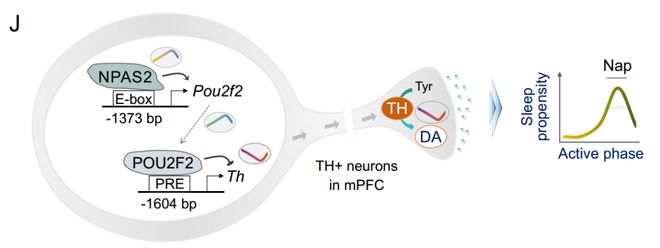NatCommun：为何下午总犯困？吴宝剑刁星星魏斌斌团队揭示NPAS2影响午睡行为的神经机制(图7)