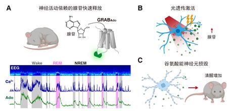2026年长寿时代老龄产业高质量发展研讨会在武汉成功举办(图1)