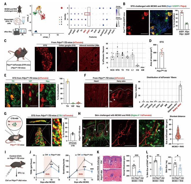Science：“神经-免疫”轴新突破！复旦柳申滨团队首次揭示心理压力加重湿疹的关键机制(图4)