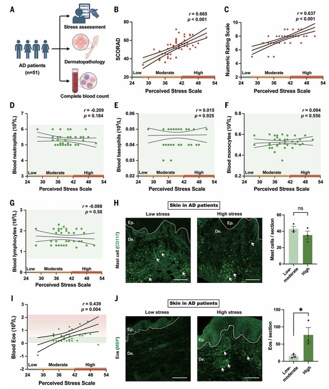 Science：“神经-免疫”轴新突破！复旦柳申滨团队首次揭示心理压力加重湿疹的关键机制(图3)