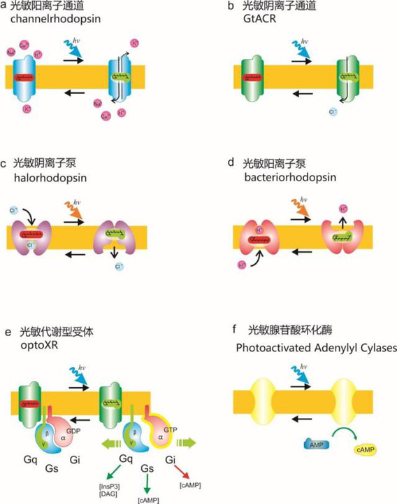 产教融合谱新篇多项科研课题在上大医学院附属普瑞眼科立项(图1)