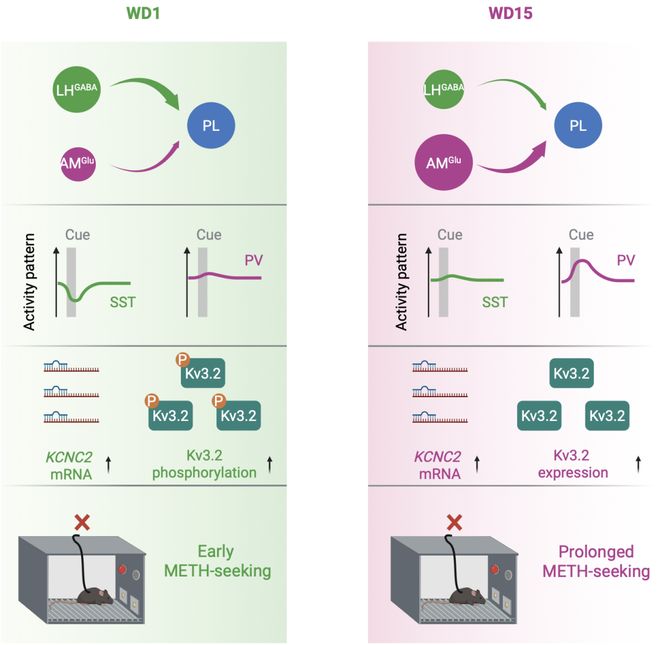 Neuron  赵敏袁逖飞刘芳团队破译成瘾渴求的神经接力赛(图2)