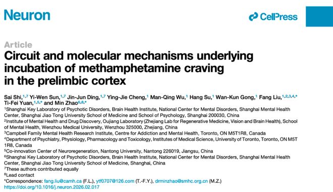 Neuron  赵敏袁逖飞刘芳团队破译成瘾渴求的神经接力赛(图1)