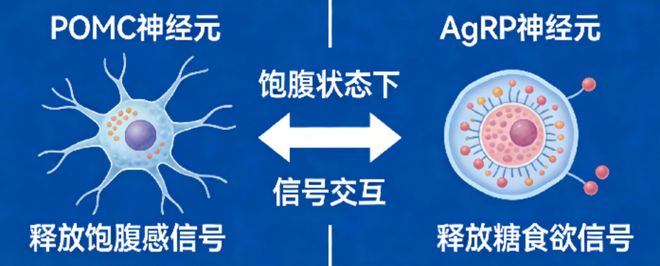 为什么我们吃饱饭后还想吃甜点？(图2)