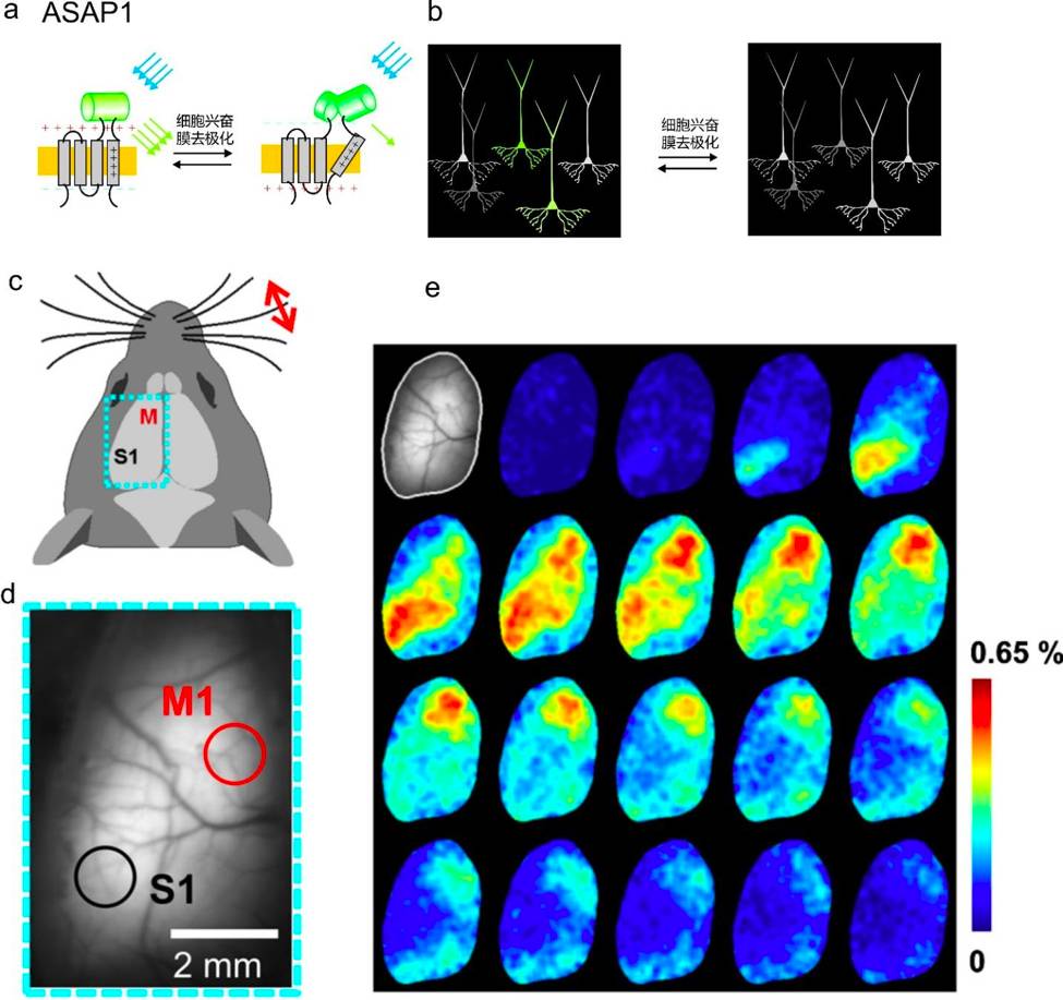 成果将拯救数亿人获得国际大奖的亚洲第一人胡海岚到底牛在哪(图1)