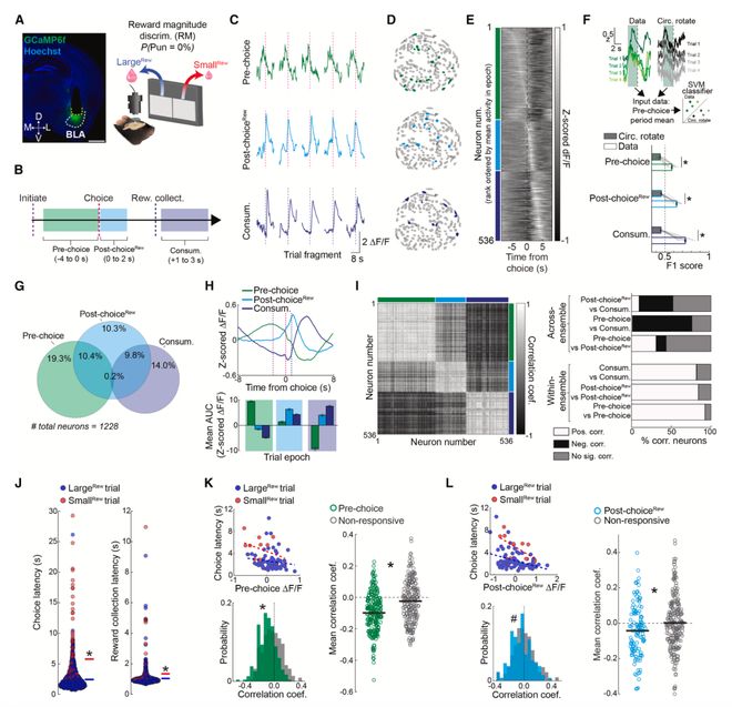Neuron惩罚如何改变决策？研究揭示风险会重组杏仁核的“选择表征”神经集群(图4)