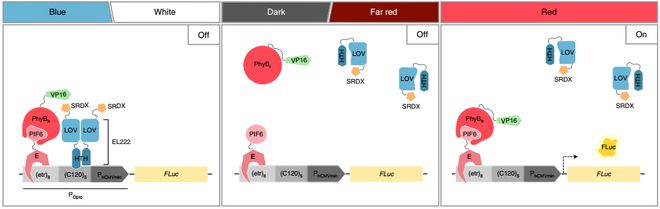 NatureMethods新型光遗传学调控系统可用于植物中的基因表达调控(图2)