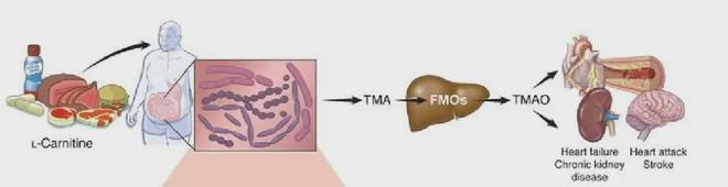 吃多了猪牛羊肉加速肾功能衰退！这样吃肉更能有助肾病康复(图3)