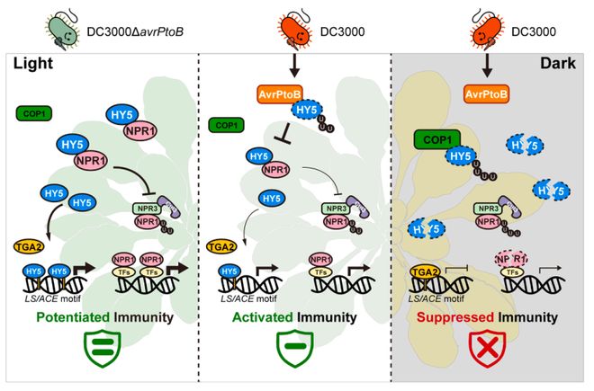 中国农业大学最新研究揭示了光调控植物细菌病原体毒力的分子机制(图2)